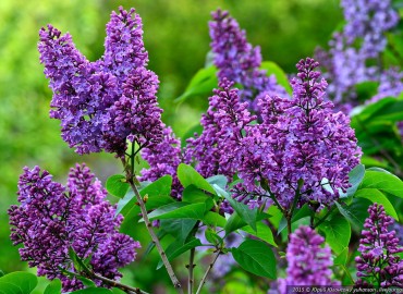 Крым в мае - раздел Новости